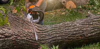 Why Choose Our Tree Removal Services in Isanti, MN?