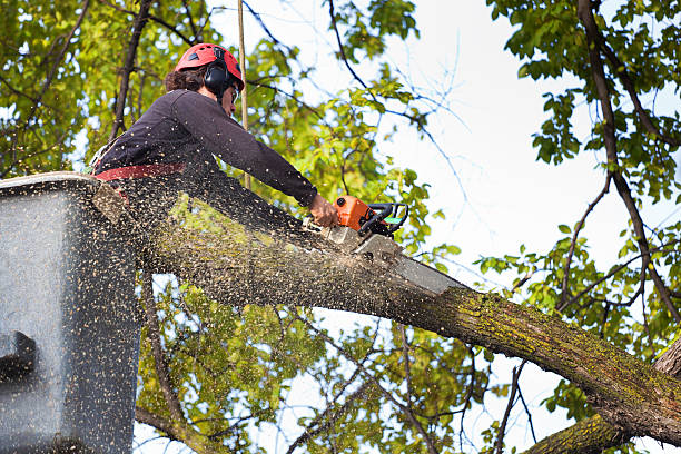 Trusted Isanti, MN  Tree Services Experts